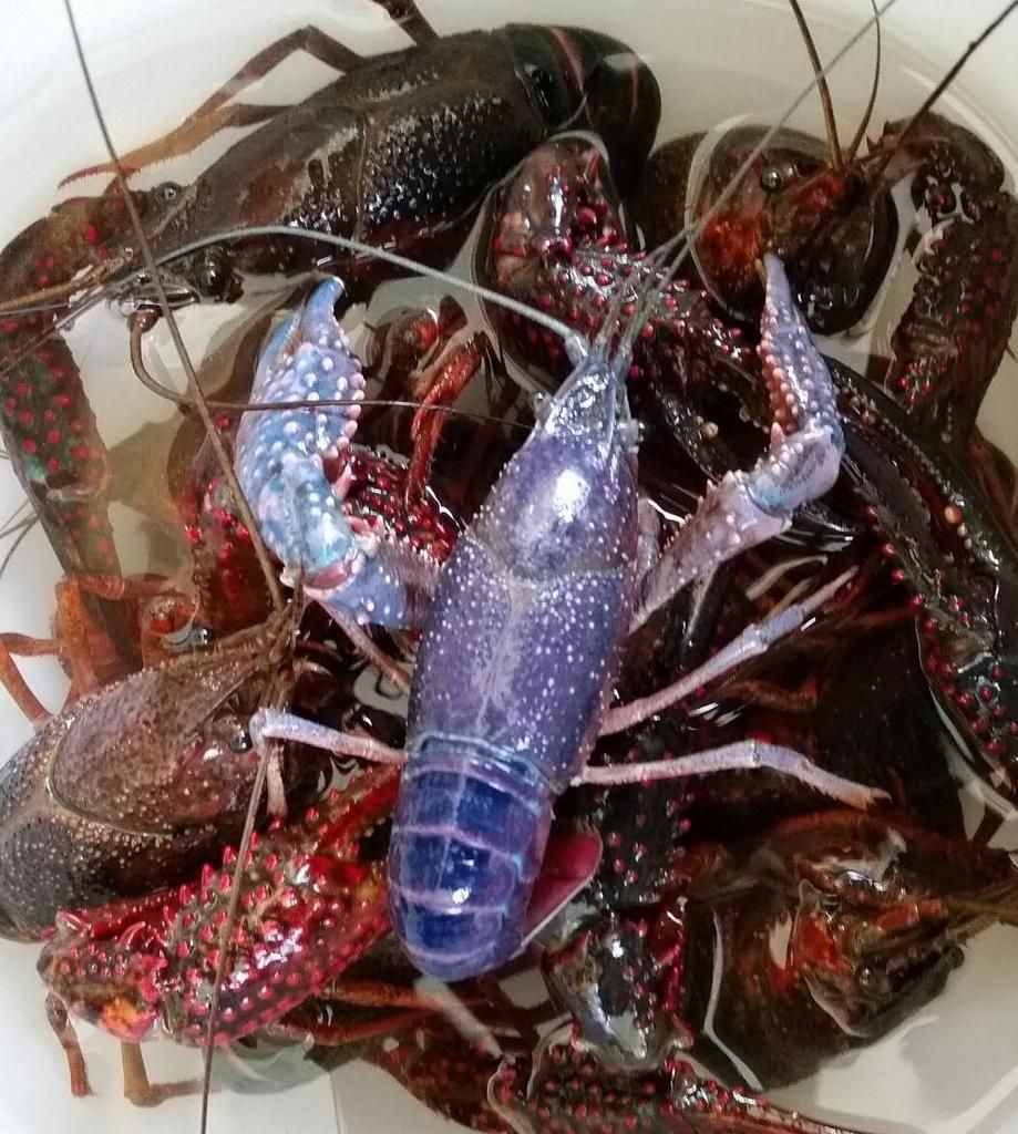 Keeping crawfish alive overnight? | TigerDroppings.com